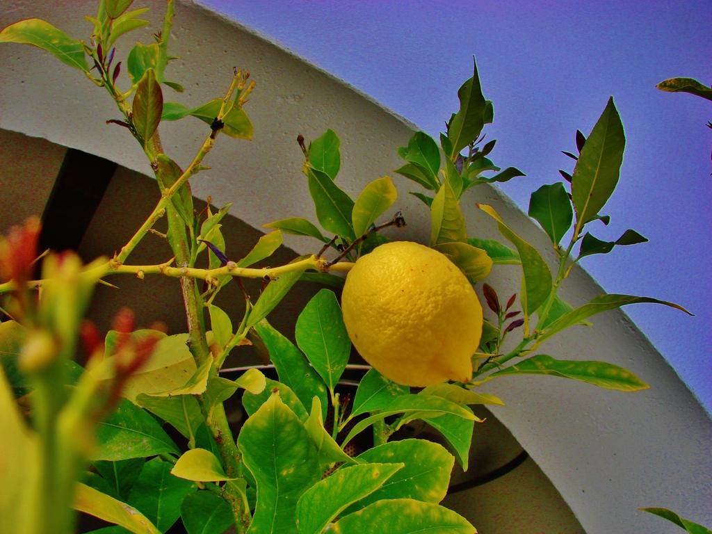 Hotel La Perla Blanca - Ronda Extérieur photo